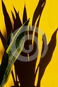 Modern Houseplant Sansevieria trifasciata casts hard shadows on a yellow background. Longleaf dracaenaceae for background and photo