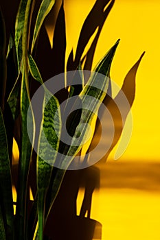 Modern Houseplant Sansevieria trifasciata casts hard shadows on a yellow background. Longleaf dracaenaceae for background and photo