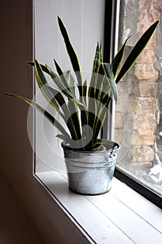 Modern Houseplant Sansevieria trifasciate in a galvanized bucket against the large window in a white room. Long leaf dracaenaceae photo