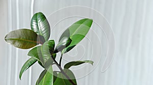 Modern houseplants. Ficus Elastica Burgundy or Rubber Plant