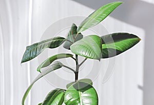 Modern houseplants. Ficus Elastica Burgundy or Rubber Plant