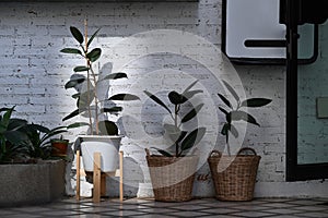 Modern houseplants Ficus Elastica Burgundy or rubber plant in rattan basket at stylish home.