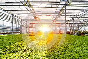 Modern hydroponic greenhouse with climate control system for cultivation of flowers and ornamental plants for gardening photo