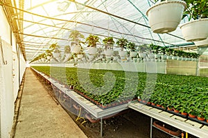 Modern hydroponic greenhouse