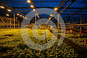 Modern hydroponic greenhouse with complex climate control system. Working artificial light in evening