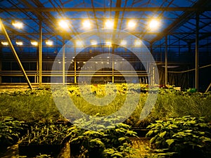Modern hydroponic greenhouse with complex climate control system. Working artificial light in evening