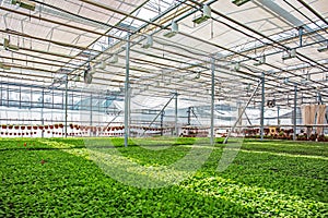 Modern hydroponic greenhouse or glasshouse interior inside, industrial agriculture