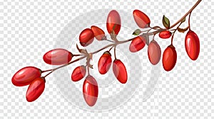 Modern illustration with a realistic barberry border on a transparent background. White frame with a red goji berry