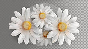 Modern illustration of realistic chamomile flowers isolated on transparent background.