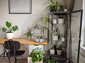 Modern industrial black and white study room with numerous green houseplants such as pancake plants and cacti