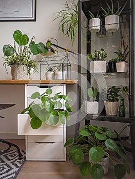 Modern industrial black and white study room with numerous green houseplants
