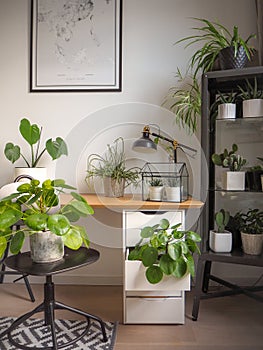 Modern industrial black and white study room with numerous green houseplants such as pancake plants and cacti