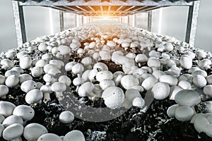 Modern industrial cultivation of white mushrooms in large volumes