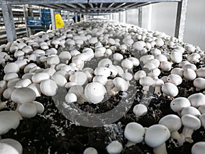 Modern industrial cultivation of white mushrooms in large volumes