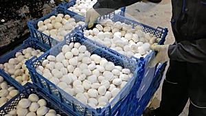Modern industrial cultivation of white mushrooms in large volumes