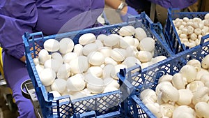 Modern industrial cultivation of white mushrooms in large volumes