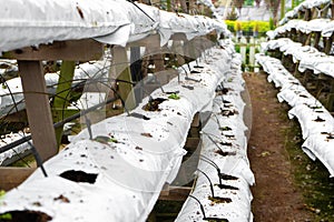 Modern industrial plant growing farm. Greenhouse with automatic irrigation. Preparing for planting