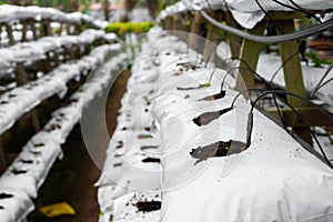 Modern industrial plant growing farm. Greenhouse with automatic irrigation. Preparing for planting