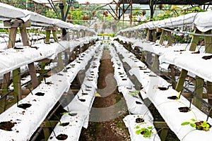 Modern industrial plant growing farm. Greenhouse with automatic irrigation. Preparing for planting