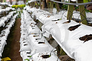 Modern industrial plant growing farm. Greenhouse with automatic irrigation. Preparing for planting