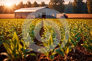 Modern industrialized agriculture using technology, agritech farming of crops