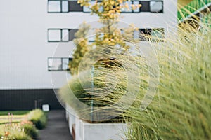 Modern Landscaping with ornamental grasses. Beautiful flowerbed with different plants on city street