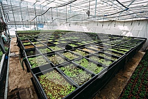 Modern large greenhouse, cultivation and growth seeds of ornamental plants, flower nursery inside interior