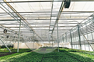 Modern large greenhouse or hothouse, cultivation and growth seeds of ornamental plants, flower nursery inside interior