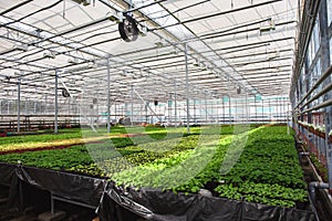 Modern large greenhouse or hothouse, cultivation and growth seeds of ornamental plants, flower nursery inside interior