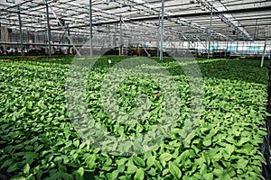 Modern large greenhouse or hothouse, cultivation and growth seeds of ornamental plants, flower nursery inside interior