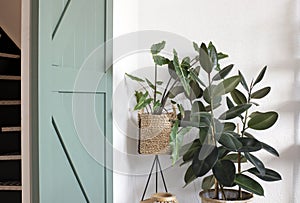 Modern living room interior with green house plants and a green sliding Barn Door. Retro modern design