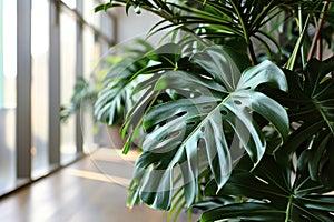 modern living room. Monstera palm tree with big green leaves in the office