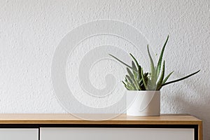 Modern living, succulent on sideboard