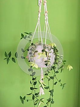 Modern Macrame Hanging Plant with Green Background