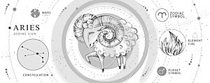Modern magic witchcraft card with astrology Aries zodiac sign. Realistic hand drawing ram or mouflon.