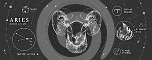 Modern magic witchcraft card with astrology Aries zodiac sign. Realistic hand drawing ram or mouflon head.