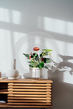 Modern minimalist Scandinavian style interior. Candles, ceramic vase and House plant red Anthurium in a pot on a wooden