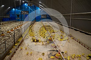 The modern and new automated integrated poultry farm. Little yellow geese on a bird farm. Cute fluffy goslings. Farm