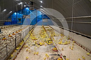 The modern and new automated integrated poultry farm. Little yellow geese on a bird farm. Cute fluffy goslings. Farm