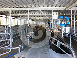 Modern new automatic dairy milking system