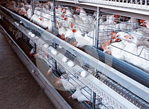 Modern New Poultry Breeding and Egg Production, copy space, chicken farm, organic