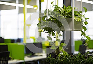 Modern office interior with large green potted plants