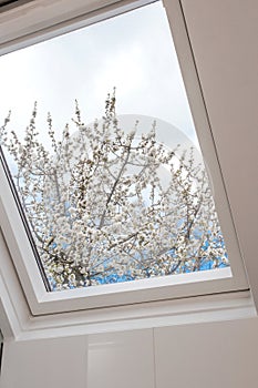 A modern open skylight,mansard window against blue sky with beautiful tree with white flowers, modern new house design