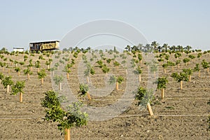 Modern Orange Grove