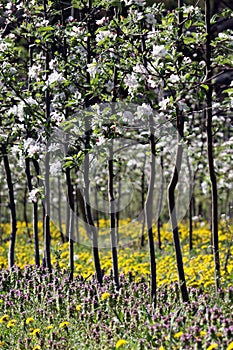 Orchard at the time of spring bloom photo