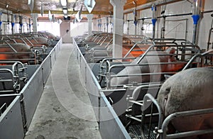 Modern pig farm with pigs