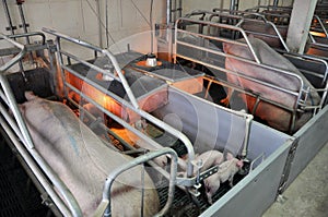 Modern pig farm with pigs