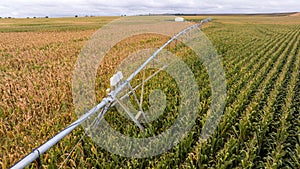 Modern pivot irrigation system in cornfield. A sprinkler system, agriculture technology