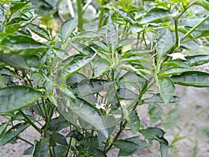 Modern Plants Live Hari Mirch Green Chili Plant