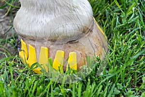 Modern plastic horseshoes made of composite material provide better shock absorption